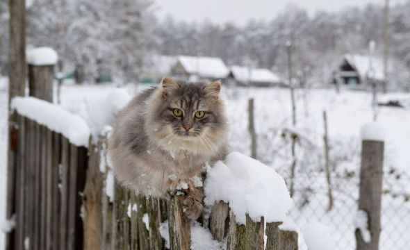 Какие штрафы грозят за снег на даче и кто должен чистить дороги в СНТ